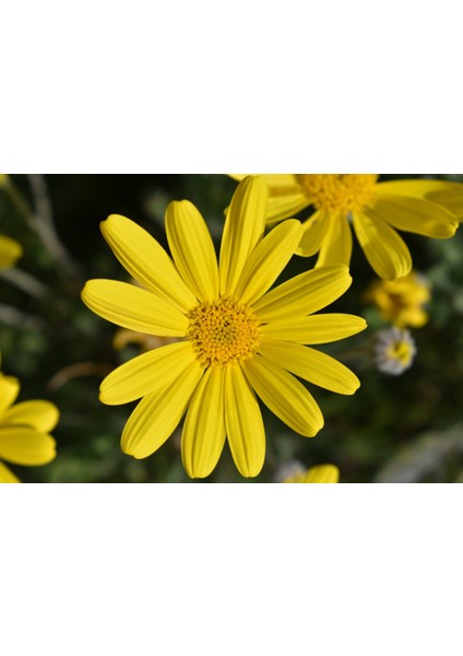 Sarı Papatya Euryops 5 Adet - Çok Yıllık Dış Mekan Çiçeği