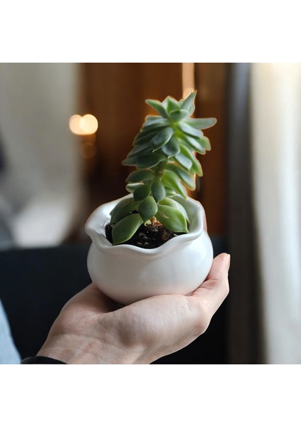 Luna Dekoratif 2'li Mumluk & Sukulent Saksı Seti | El Yapımı Obje | Çok Amaçlı Kullanım fiyatları