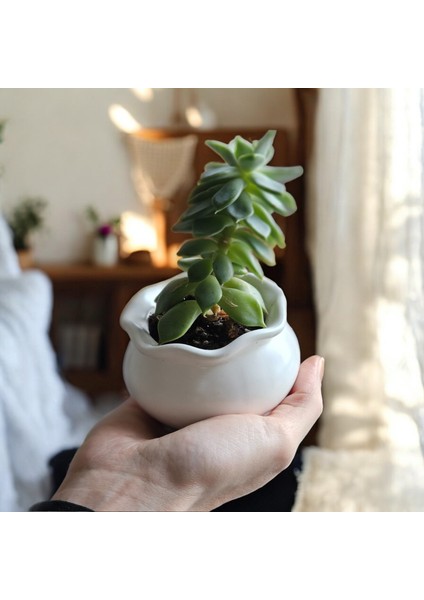 Luna Dekoratif 2'li Mumluk & Sukulent Saksı Seti | El Yapımı Obje | Çok Amaçlı Kullanım