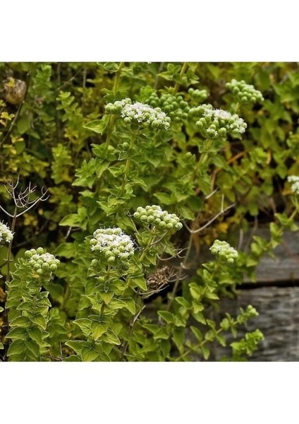 Satureja Hortensis Kekik Tohumu