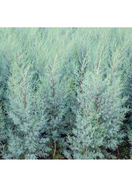 Cypress Sapling Mavi Servi Selvi Blue 50-100 cm