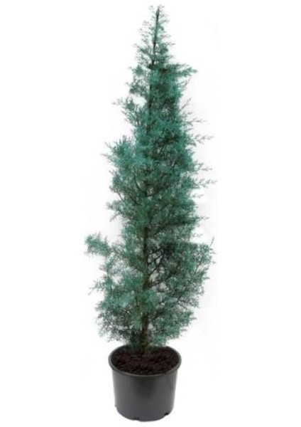 Cypress Sapling Mavi Servi Selvi Blue 50-100 cm