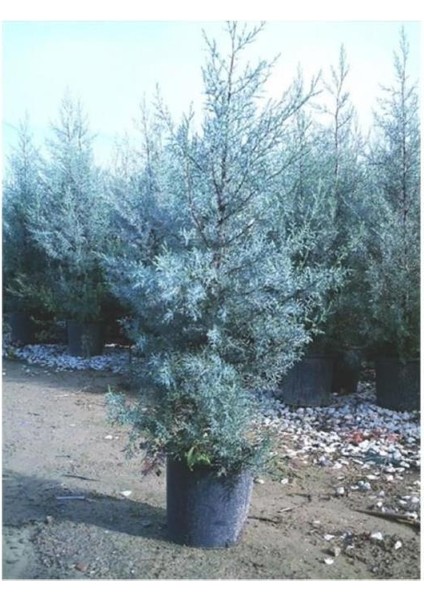 Cypress Sapling Mavi Servi Selvi Blue 50-100 cm