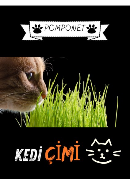 Pomponet Kedi Çimi Organik Buğday 100 gr