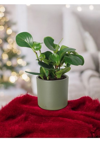 Taş Saksıda Zümrüt Dalgası Bitkisi-Peperomia Obtusifolia Peperomya No 4
