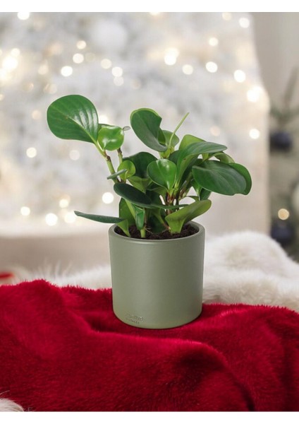 Taş Saksıda Zümrüt Dalgası Bitkisi-Peperomia Obtusifolia Peperomya No 4