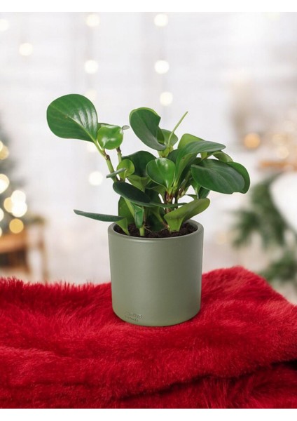 Taş Saksıda Zümrüt Dalgası Bitkisi-Peperomia Obtusifolia Peperomya No 4
