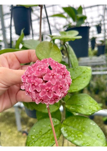 Pembe Renk Çiçek Açan Mum Çiçeği Fidanı