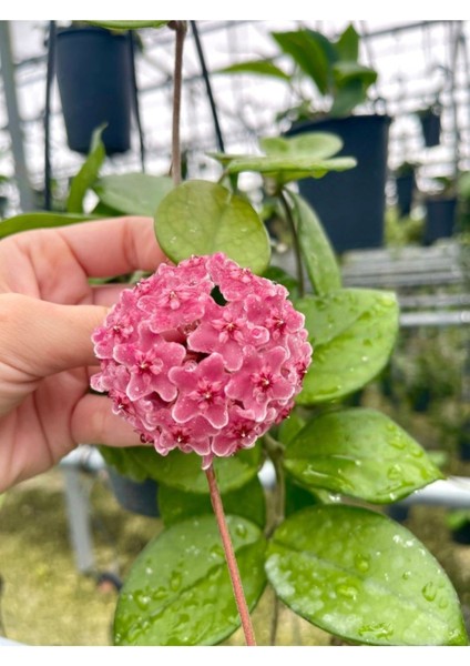 Pembe Renk Çiçek Açan Mum Çiçeği Fidanı