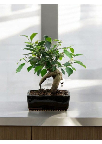 Taş Saksıda Bonsai Ficus