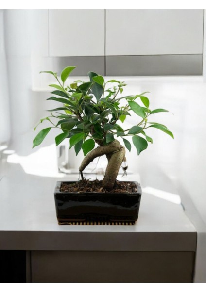 Taş Saksıda Bonsai Ficus