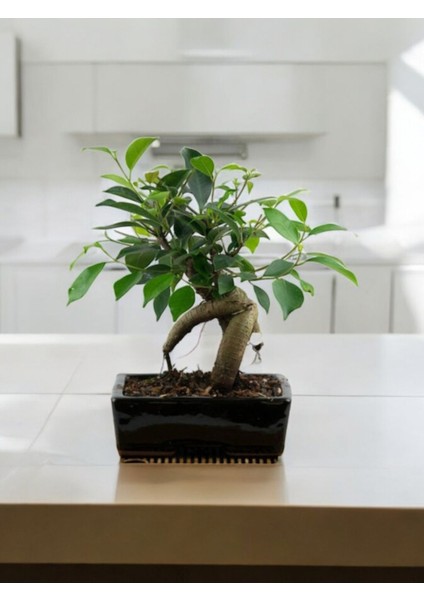 Taş Saksıda Bonsai Ficus