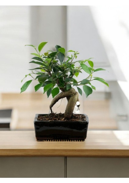 Taş Saksıda Bonsai Ficus