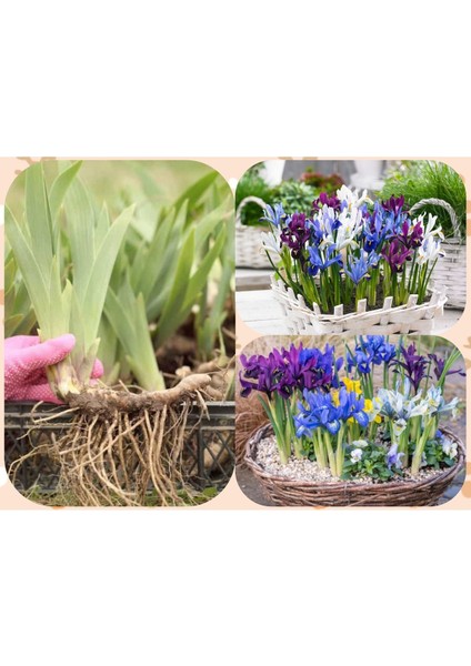 25 Adet Saksılık Iris Süsen Soğanı Germany Iris