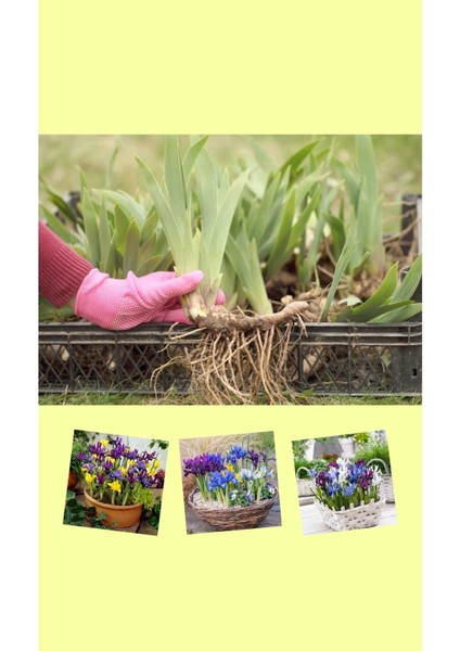 25 Adet Saksılık Iris Süsen Soğanı Germany Iris modelleri