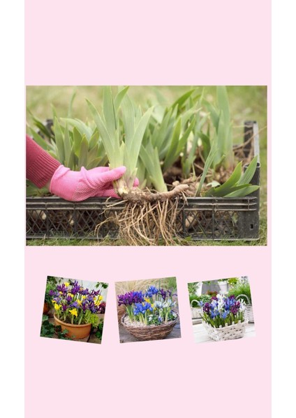 25 Adet Saksılık Iris Süsen Soğanı Germany Iris fırsatları