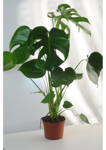 Deve Tabanı Büyük Boy Monstera Deliciosa 2