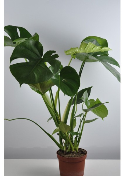 Deve Tabanı Büyük Boy Monstera Deliciosa 2