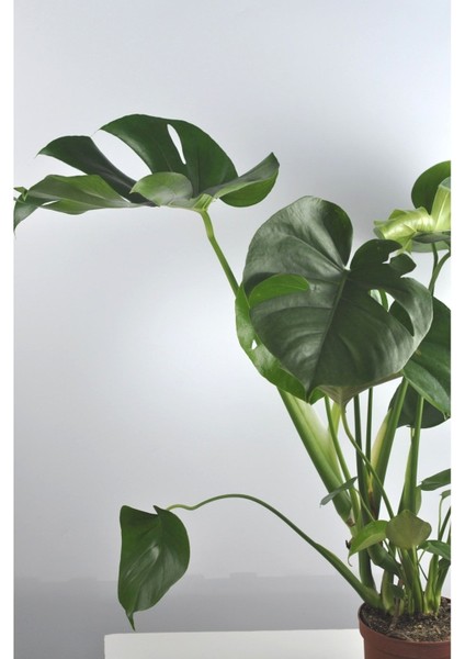 Deve Tabanı Büyük Boy Monstera Deliciosa 2
