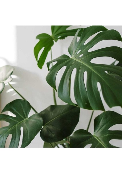 Deve Tabanı Büyük Boy Monstera Deliciosa 2