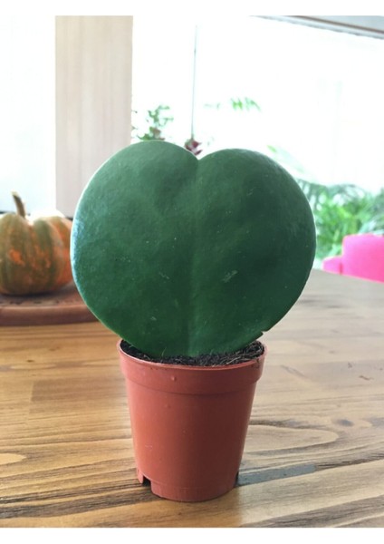 Hoya Kerri Kalp Çiçeği