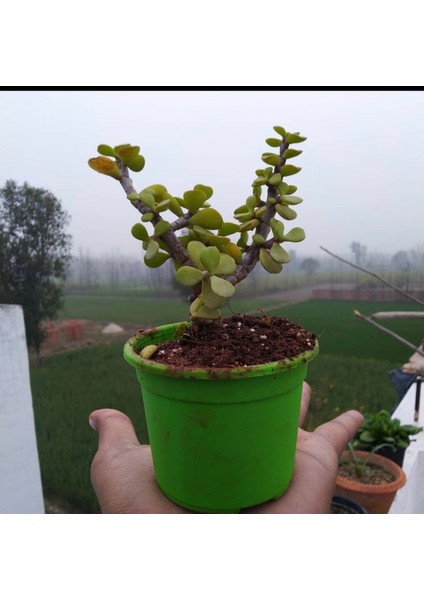 Bonsai Para Ağacı Fidanı 8.5 Saksıda 15-20 cm fiyatları