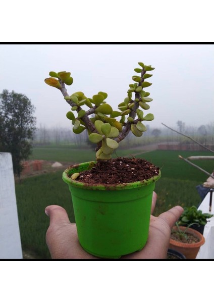 Bonsai Para Ağacı Fidanı 8.5 Saksıda 15-20 cm modelleri