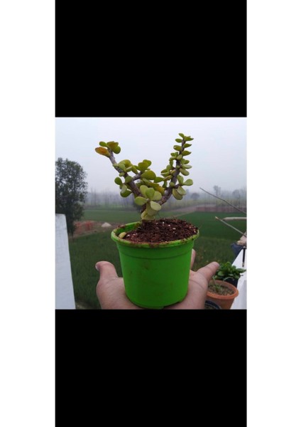 Bonsai Para Ağacı Fidanı 8.5 Saksıda 15-20 cm fırsatları
