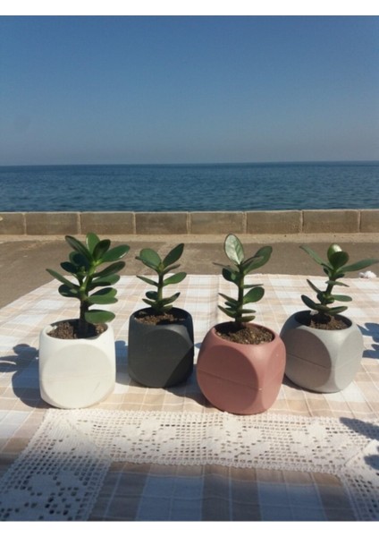 Crassula Ovata- Para Çiçeği- Bereket Bitkisi- 8 - 12 cm 5 Aylık
