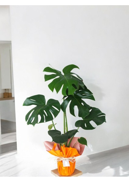 Deve Tabanı Monstera Deliciosa Hediyelik Paketiyle