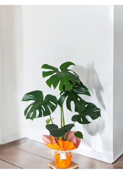 Deve Tabanı Monstera Deliciosa Hediyelik Paketiyle
