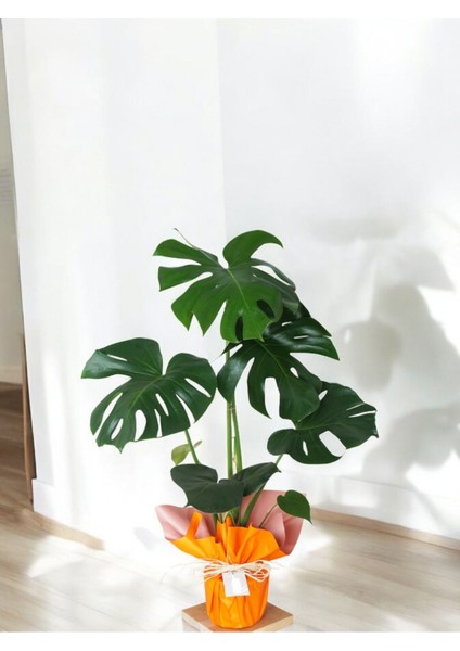 Deve Tabanı Monstera Deliciosa Hediyelik Paketiyle
