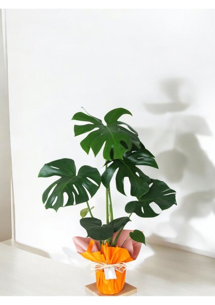 Deve Tabanı Monstera Deliciosa Hediyelik Paketiyle
