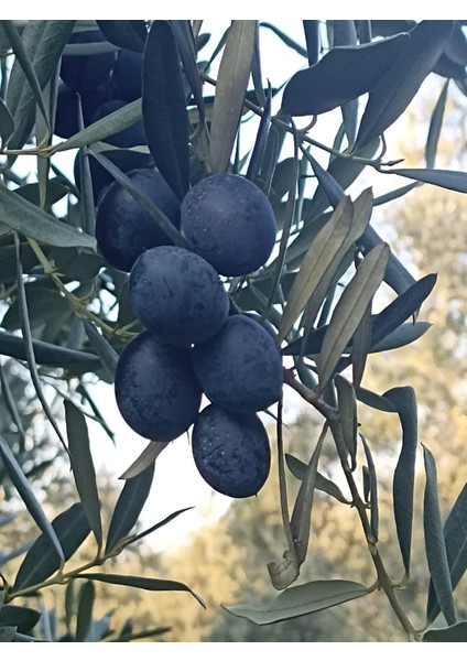 Siyah Zeytin (Büyük Boy L) modelleri