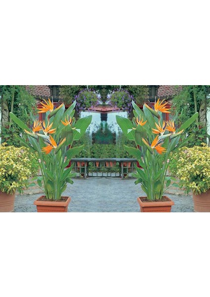 Starliçe (Cennet Kuşu Çiçeği) Strelitzia Nicolai 60 cm