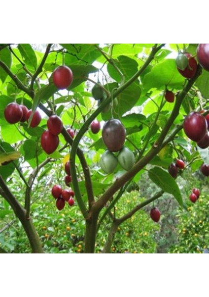 Tamarillo Domates Ağacı 100-150 cm Meyve Verme Durumunda