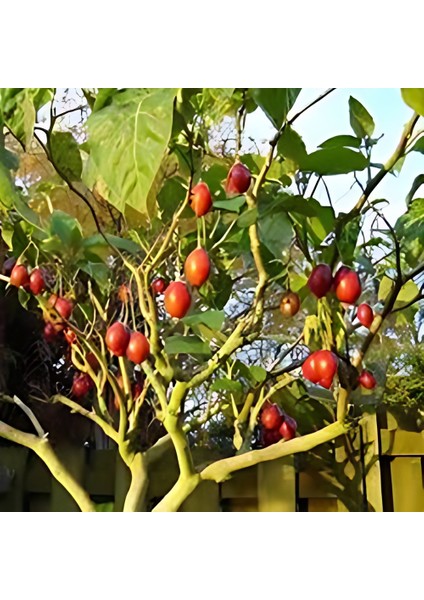 Tamarillo Domates Ağacı 100-150 cm Meyve Verme Durumunda