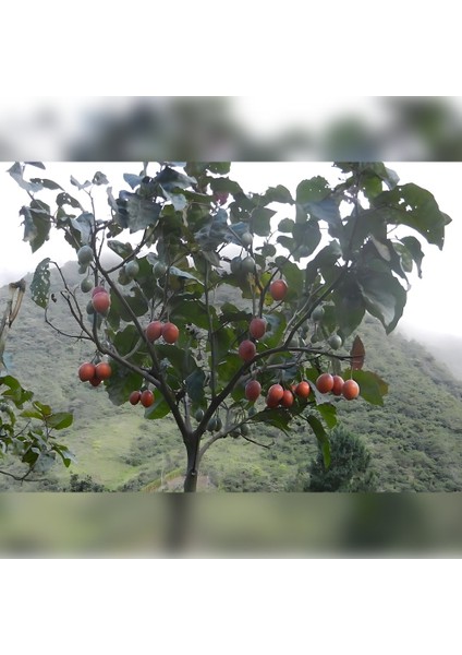 Tamarillo Domates Ağacı 100-150 cm Meyve Verme Durumunda