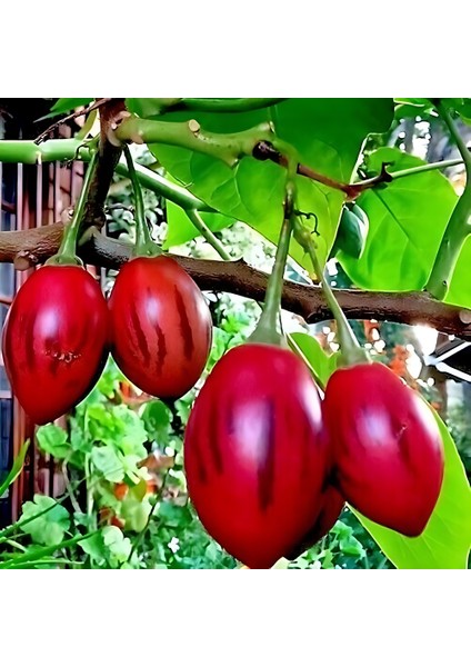 Tamarillo Domates Ağacı 100-150 cm Meyve Verme Durumunda