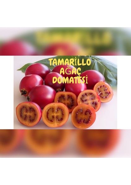 Tamarillo Domates Ağacı 100-150 cm Meyve Verme Durumunda