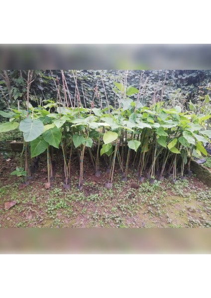 Tamarillo Domates Ağacı 100-150 cm Meyve Verme Durumunda