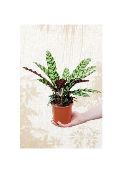 Calathea Lancifolia 'rattlesnake' - Dua Çiçeği Kaladya - Ev Ofis Salon Iç Mekan Bitkisi - 40 cm