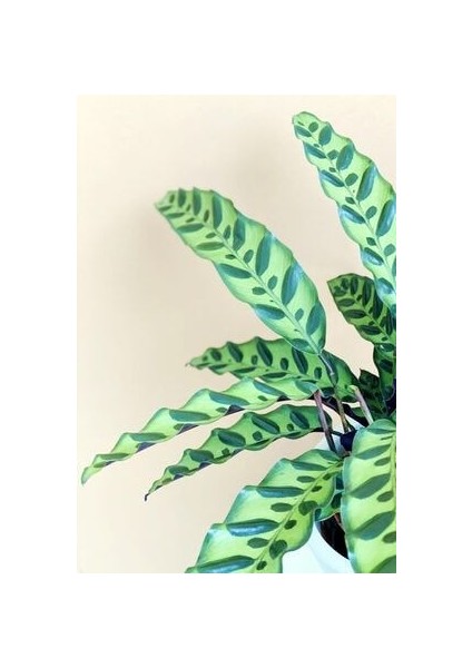 Calathea Lancifolia 'rattlesnake' - Dua Çiçeği Kaladya - Ev Ofis Salon Iç Mekan Bitkisi - 40 cm fiyatları
