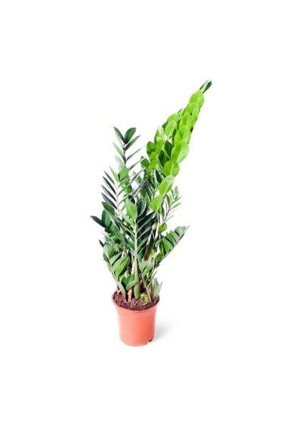 Zamia Zamioculcas Zamiifolia Zeze Çiçeği Ev Ofis Salon Iç Mekan Bitkisi 60 cm