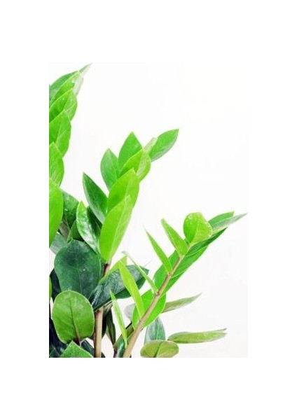 Zamia Zamioculcas Zamiifolia Zeze Çiçeği Ev Ofis Salon Iç Mekan Bitkisi 60 cm fiyatları