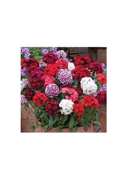 Karışık Hüsnü Yusuf Çiçeği Tohumu Çiçek Tohumu 10 Adet Tohum