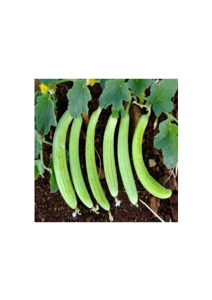 Acur Tohumu 10 Adet Tohum