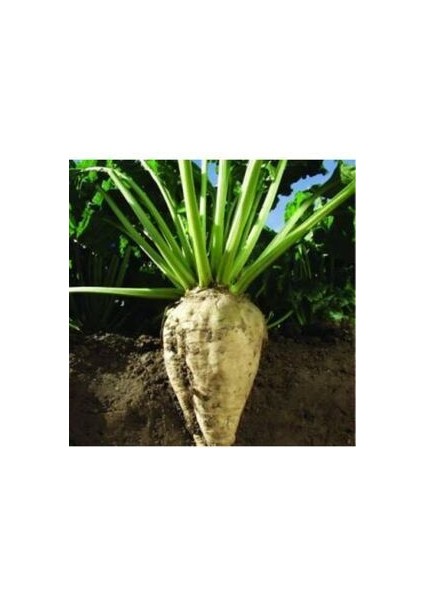 Organik Pancar Tohumu 50 Adet