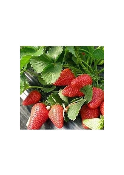 20 Adet Yediveren Çilek Tohumu + Sürpriz Hediye Tohum