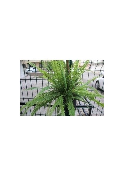 Fujer Aşk Merdiveni Askılı